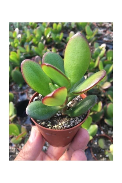 Para Ağacı Kaktüs Sukulent  Crassula Ovata - Para Çiçeği Ev Bitkisi ürün görseli 1