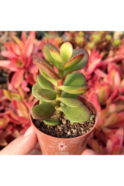 Crassula Ovata, Para Ağacı, Feng Shui, 10-20 cm ürün görseli 1