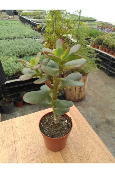Crassula Ovata Sukulent Minima Jade Plant Para Ağacı Fidanı 10-20 cm ürün görseli 1