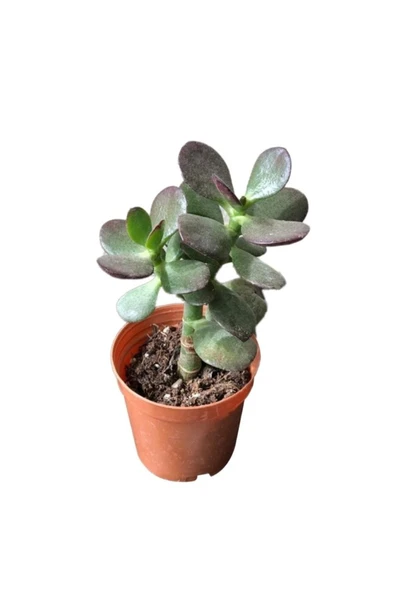 Para Ağacı Çiçeği Kaktüs Sukulent Fidanı 10-20 cm ürün görseli 1