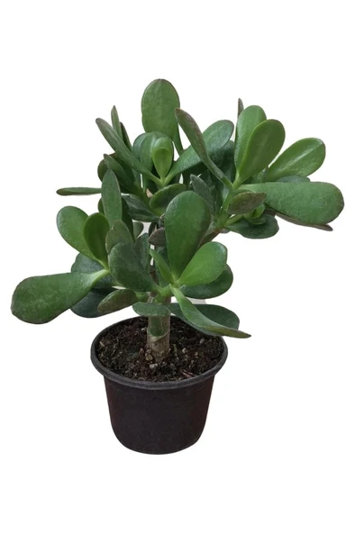 Para Ağacı Çiçeği ( Büyük Boy ) Kaktüs Sukulent 10-20 cm ürün görseli 1