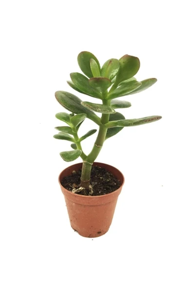 Crassula Feng Shui Para Ağacı Fidanı 10-20 cm ürün görseli 1