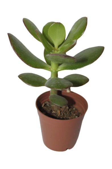 Şans ve Para Çiçeği Crassula Ovata Fidanı Saksılı 10-20 cm ürün görseli 1