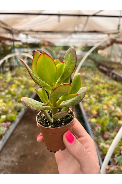 Para Çiçeği Bonsai Crassula Ovata Sukulent 10-20 cm ürün görseli 1