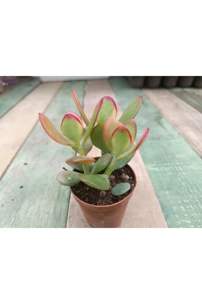 Crassula Ovata Hummels Sunset Para Ağacı 10-20 cm ürün görseli 1