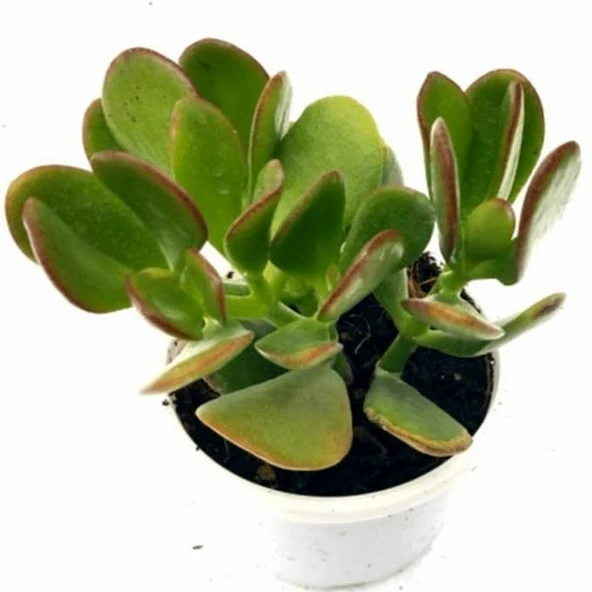 Crassula Ovata Saksılı Para Ağacı Sukulent 10-20 cm ürün görseli 1