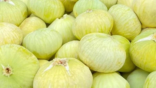 Tüplü Kahramanmaraş İri Meyveli Abbas İnciri Fidanı 80-100 CM ürün görseli 1