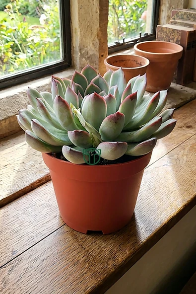Echeveria Chihuahuaensis – Koleksiyonluk Sukulent – 8.5 cm Saksıd ürün görseli 1