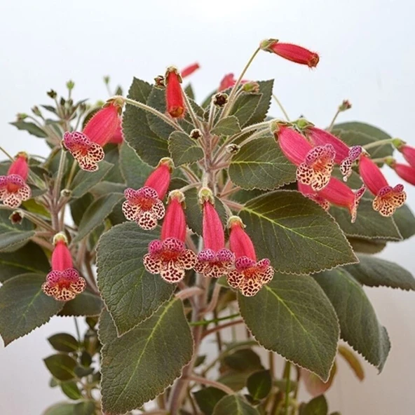 Özel Tür Brimstone Kohleria Japon Küpelisi Çiçeği Fidesi (Mini Potta) ürün görseli 1