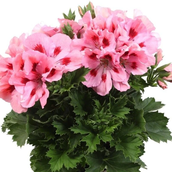 Pelargonium Grandiflorum Aristo Pink Sardunya Canan Çiçeği Fidesi (1 Adet) ürün görseli 1