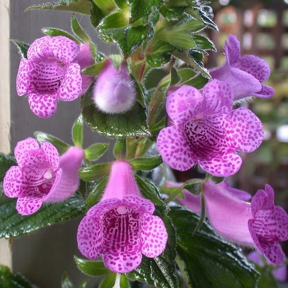 Özel Tür X Gloximannia She Dancing Kohleria Çiçeği Fidesi Kohleria Japon Küpelisi Çiçeği Fidesi (Mini Potta) ürün görseli 1