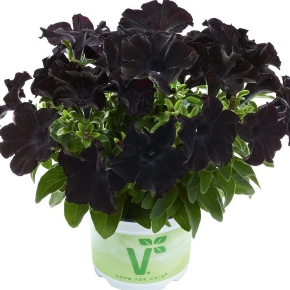 Petunia Atkinsiana Back To Black Siyah Petunya Çiçeği Fidesi (1 Adet) ürün görseli 1