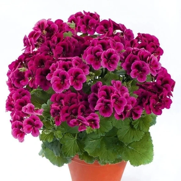 Clarion Violet Menekşe Çiçekli Sardunya Canan Çiçeği Fidesi (1 Adet) ürün görseli 1