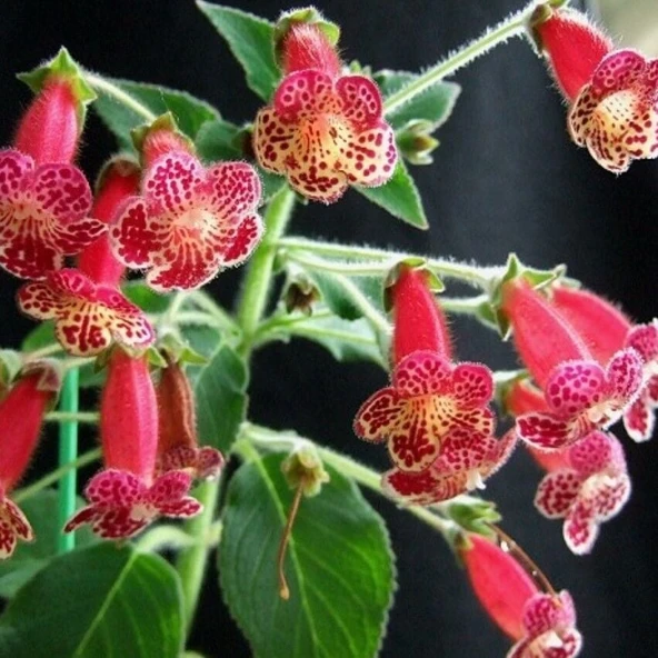 Koleksiyonluk Lucifer Kohleria Japon Küpelisi Çiçeği Fidesi (Mini Potta) ürün görseli 1