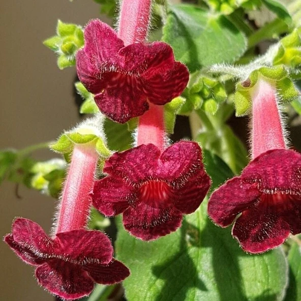 Koleksiyonluk Ni's Miilred Kohleria Çiçeği Fidesii (Mini Potta) ürün görseli 1