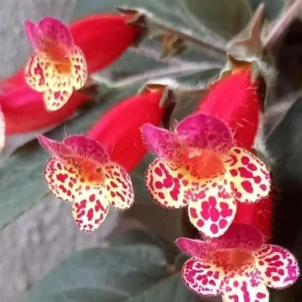 Koleksiyonluk Multiflora Kohleria Japon Küpelisi Çiçeği Fidesi (Mini Potta) ürün görseli 1