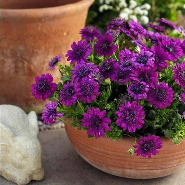 Katmerli Erato Double Purple Bodrum Papatyası Çiçeği Fidesi (1 Fide) ürün görseli 1