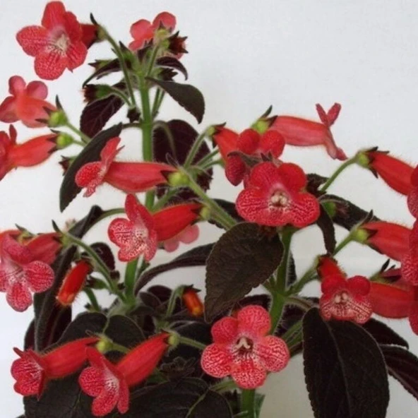 Koleksiyonluk Dark Shadow Kohleria Japon Küpelisi Çiçeği Fidesi (Mini Potta) ürün görseli 1