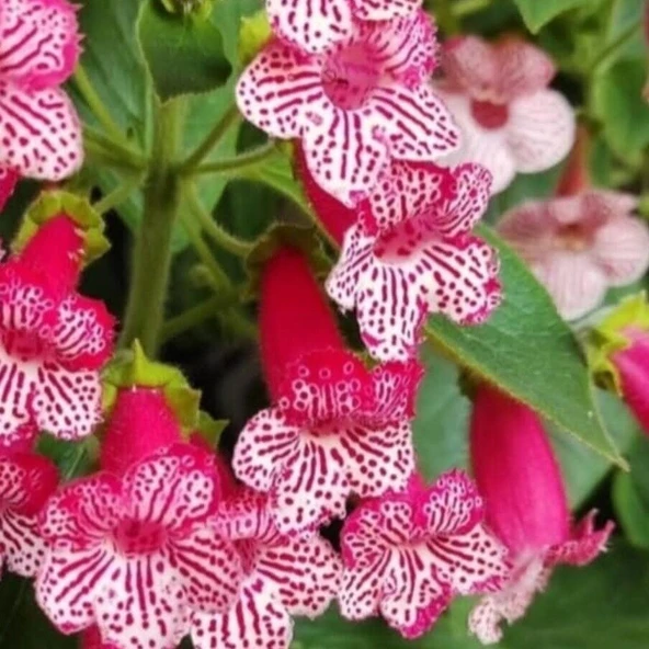 Koleksiyonluk Frances Kohleria Japon Küpelisi Çiçeği Fidesi (Mini Potta) ürün görseli 1