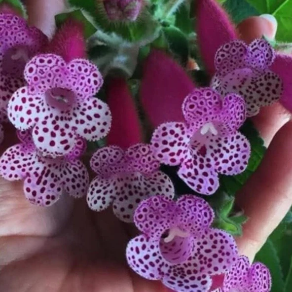 Koleksiyonluk Bts Maggie Kohleria Japon Küpelisi Çiçeği Fidesi (Mini Potta) ürün görseli 1