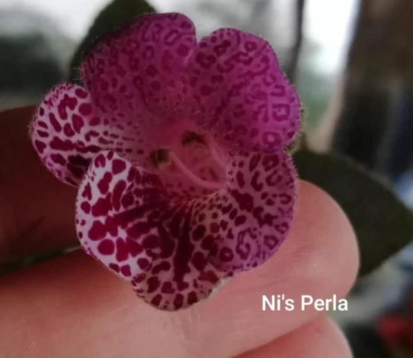 Koleksiyonluk Ni's Perla Kohleria Japon Küpelisi Çiçeği Fidesi (Mini Potta) ürün görseli 1