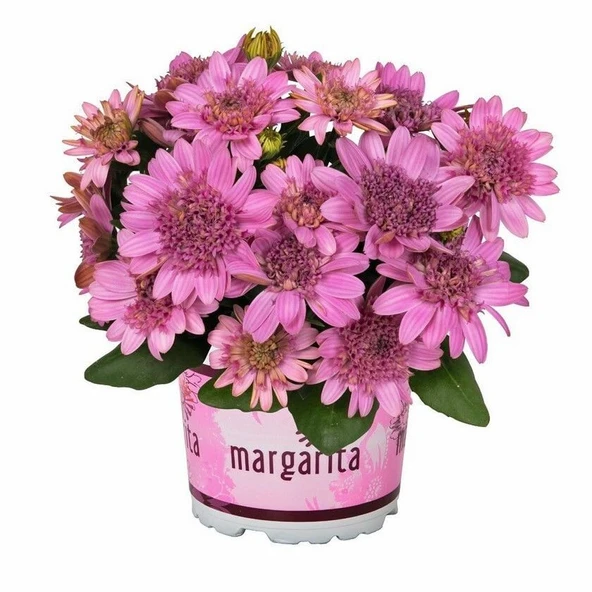 Nadide Renkler Katmerli Erato Double Pink Bodrum Papatyası Çiçeği Fidesi (1 Fide) ürün görseli 1