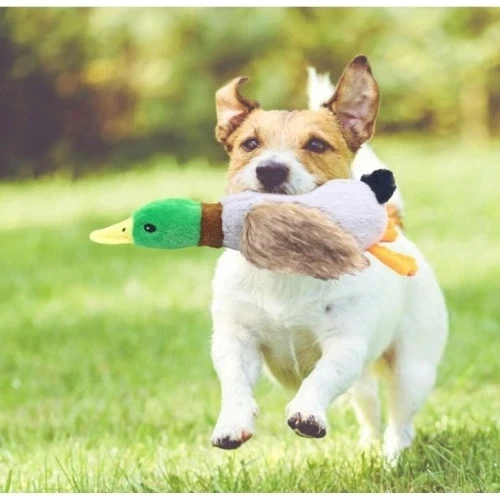 Sesli Ördek Şekilli Peluş Köpek Oyuncağı ürün görseli 1