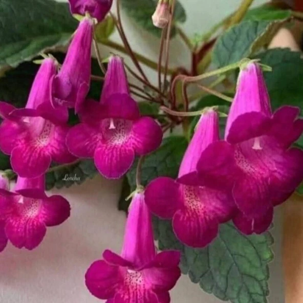 Koleksiyonluk X Smithicodonia Joy Kohleria Japon Küpelisi Çiçeği Fidesi (Mini Potta ürün görseli 1