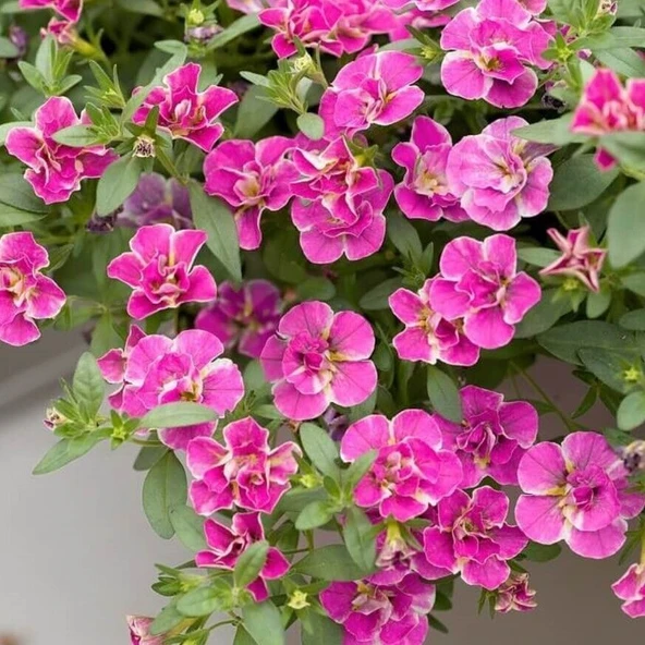 Calita Katmerli Double Pink Splash Petunya Çiçeği Fidesi (1 Fide) ürün görseli 1