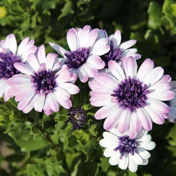Çok Yıllık Erato Double White Blush Bodrum Papatyası Çiçeği Fidesi (1 Fide) ürün görseli 1