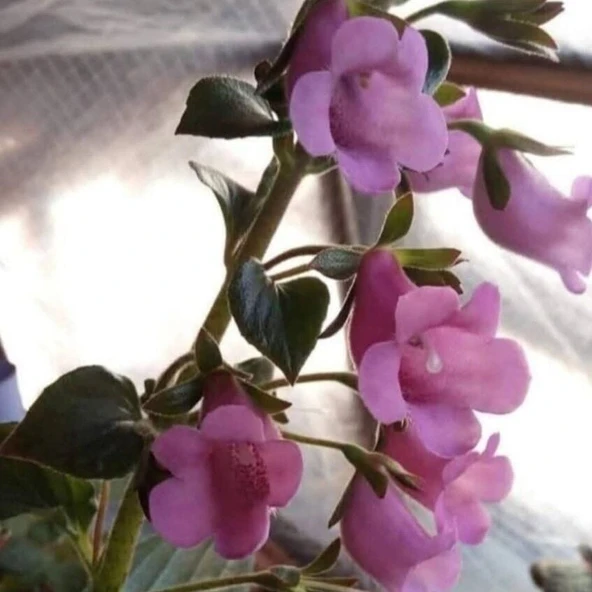 Koleksiyonluk X Gloximannia Arion Kohleria Çiçeği Fidesi Kohleria Japon Küpelisi Çiçeği Fidesi (Mini Potta) ürün görseli 1