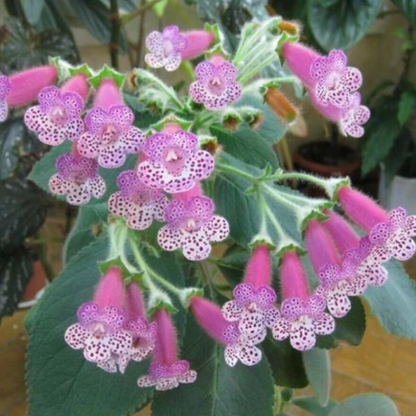 Koleksiyonluk Thads Uncle Ron Kohleria Japon Küpelisi Çiçeği Fidesi (Mini Potta) ürün görseli 1