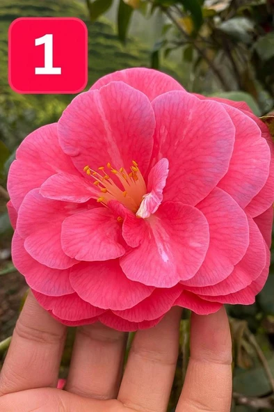 Mini Saksıda İri Goncalı Desire Kamelya Fidesi (5-10 cm) ürün görseli 1