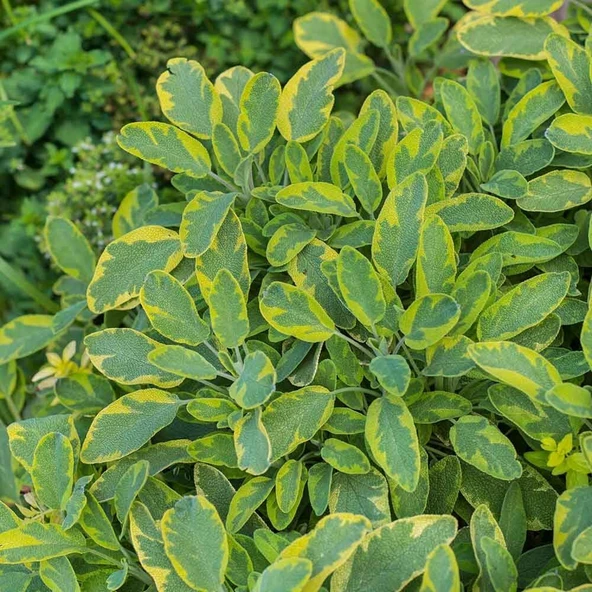 Mandala Gold Adaçayı Fidesi (2 adet ) ürün görseli 1