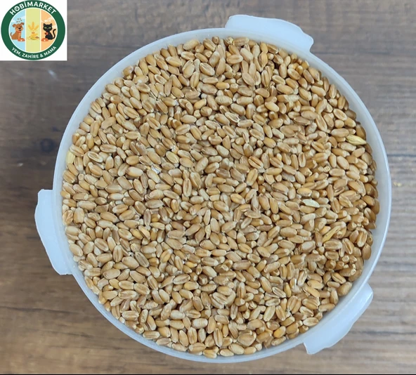 Buğday 10 Kg Tavuk-Güvercin-Kuş İçin Yemlik Kırmızı Buğday ürün görseli 1