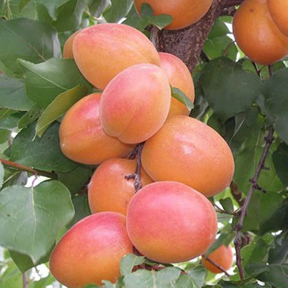 3 YAŞ TÜPLÜ ORANGE RUBY KAYISI FİDANI,BOY 150-170 CM ürün görseli 1