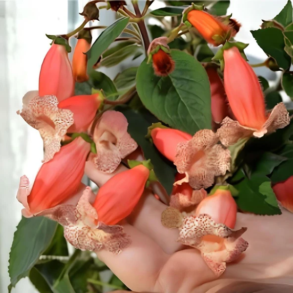 Peach Quen Kohleria Japon Küpelisi Çiçeği Fidesi (Mini Potta) ürün görseli 1