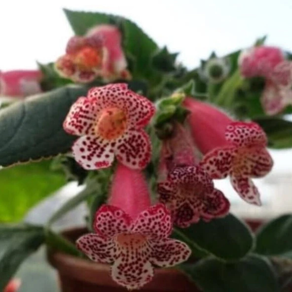 Lys Freckles Beauty Kohleria Çiçeği Fidesii (Mini Potta) ürün görseli 1