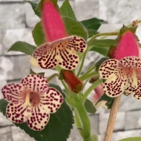 Rf's 3 Kohleria Çiçeği Fidesi Kohleria Japon Küpelisi Çiçeği Fidesi (Mini Potta) ürün görseli 1