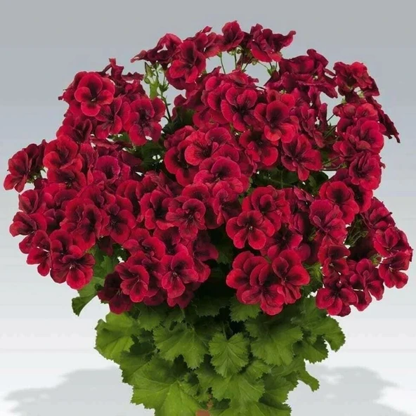 Clarion Dark Red Koyu Kırmızı Çiçekli Sardunya Canan Çiçeği Fidesi (1 Adet) ürün görseli 1