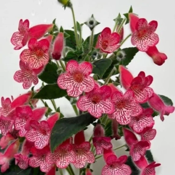 Manchu Kohleria Japon Küpelisi Çiçeği Fidesi (Mini Saksıda) ürün görseli 1