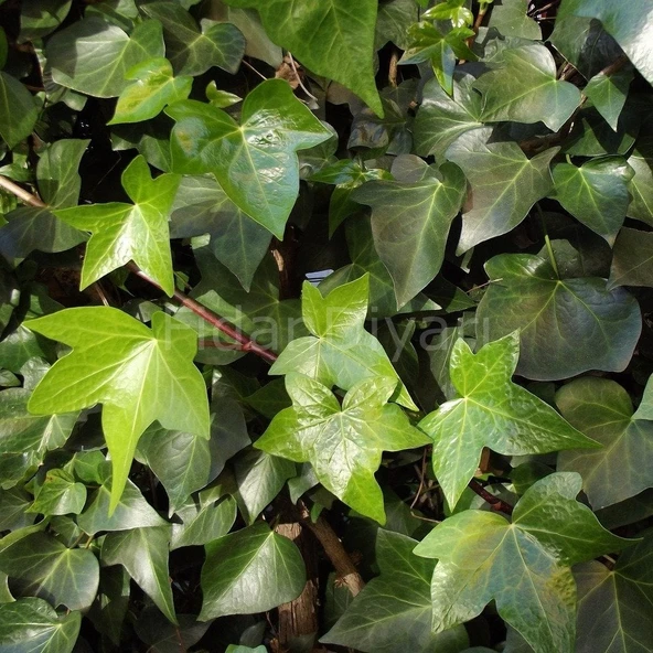 Duvar Sarmaşığı ( Hedera Helix ) Kaya Sarmaşığı Fidanı 10-20 cm ürün görseli 1