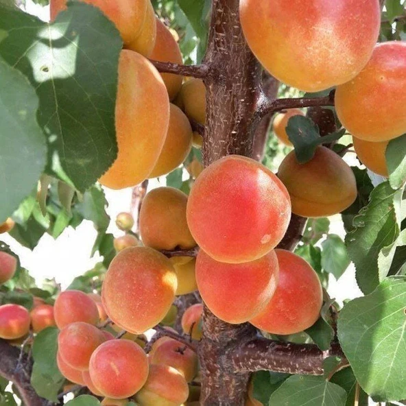 Tüplü Yüksek Aromalı Soğuklara Dayanıklı  Al Kayısı Fidanı ürün görseli 1