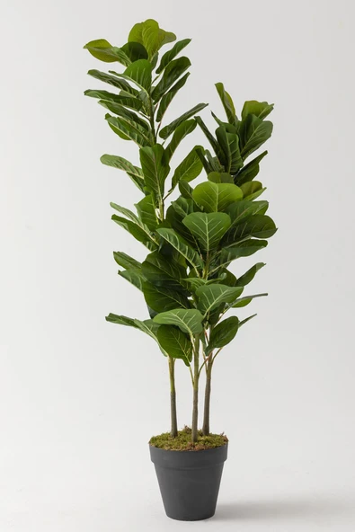 Yapay Kauçuk Ağacı 140 Cm (Saksısız) ürün görseli 1
