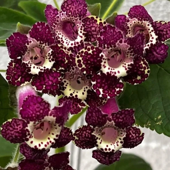 Rt's Blue Red Kohleria Japon Küpelisi Çiçeği Fidesi (Mini Potta) ürün görseli 1