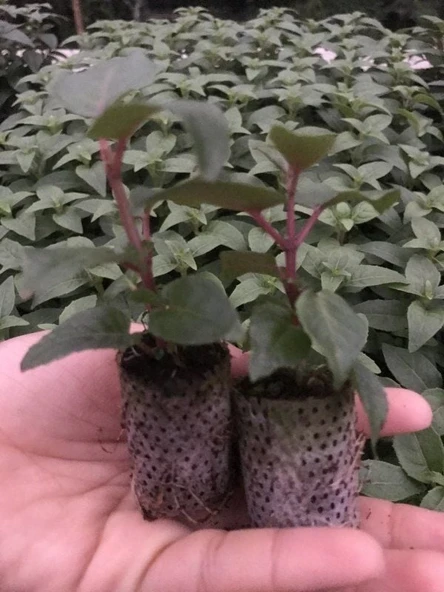 XXl Çiçekli Deep Purple Küpe Çiçeği Fidesi (1 Fide) ürün görseli 1