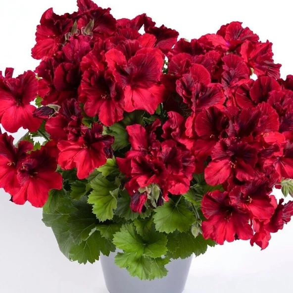 Aristo Deep Red Sardunya Canan Çiçeği Fidesi (1 Fide) ürün görseli 1