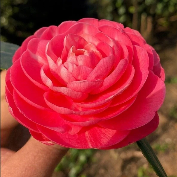 Mini Saksıda Katmerli Pembe Katmerli Kamelya Fidesi (5-10 cm) ürün görseli 1