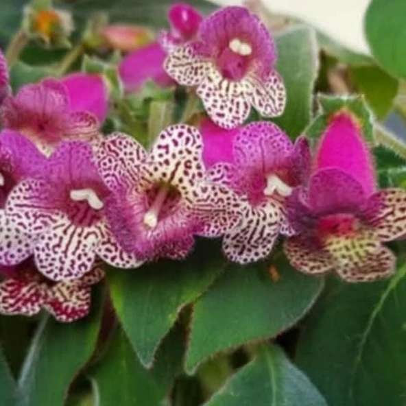 Özel Srg's Bitter Chocolate  Kohleria Japon Küpelisi Çiçeği Fidesi (Mini Potta) ürün görseli 1