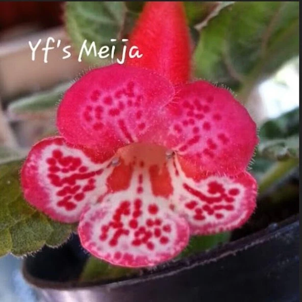 Özel Yf's Meija Kohleria Japon Küpelisi Çiçeği Fidesi (Mini Potta) ürün görseli 1